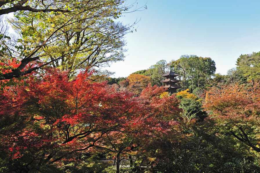 庭園紅葉