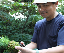 苔玉