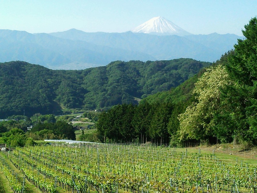 サントネージュ畑